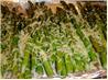 Garlic Roasted Asparagus With Parmesan