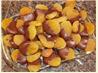 Chocolate Covered Apricots