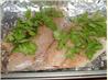 Cilantro Tilapia