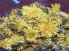 Dandelion Jelly