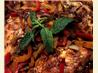 Balsamic Chicken Breasts With Peppers and Onions. Recipe by Marie