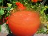 Agua Fresca De Papaya