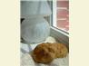 Coconut Cookies