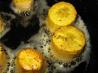 Patacones (fried Plantain)