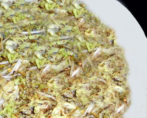 Crisp, Crunchy Cabbage. Photo by Bergy