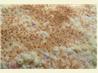 Canadian Living's Macaroni and Cheese With Ham