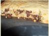 Honey Bear Bakery White Chocolate Brownies. Recipe by KelBel