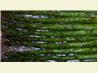 Roasted Asparagus and Thyme. Recipe by Jolene Green