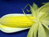 Perfect Roasted Corn on the Cob. Recipe by Sharon123