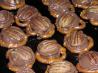 Those Pretzel Things ( Pecan Rollo Bites)