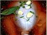 Apple and Tea Brine, Injected, Rubbed and Deep Fried Turkey