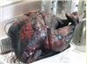 Apple and Tea Brine, Injected, Rubbed and Deep Fried Turkey