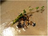 New England Soup Factory's Creamy Wild Mushroom Soup