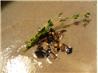 New England Soup Factory's Creamy Wild Mushroom Soup. Recipe by winkki
