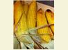 Grilled Chili Lime Corn. Recipe by @ngdarlen