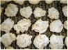 Oataroons