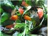 Arugula, Blood Orange and Bleu Cheese Salad
