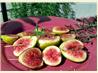 Grilled Fresh Figs on Rosemary Skewers. Recipe by William (Uncle Bill) Anatooskin