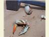 Seafood (Crab, Shrimp and Lobster) Boil and How to Open and Eat
