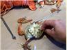 Seafood (Crab, Shrimp and Lobster) Boil and How to Open and Eat