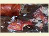 Seafood (Crab, Shrimp and Lobster) Boil and How to Open and Eat