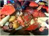 Seafood (Crab, Shrimp and Lobster) Boil and How to Open and Eat