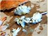 Seafood (Crab, Shrimp and Lobster) Boil and How to Open and Eat