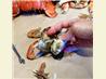 Seafood (Crab, Shrimp and Lobster) Boil and How to Open and Eat