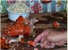 Seafood (Crab, Shrimp and Lobster) Boil and How to Open and Eat