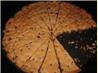 Decadent Chocolate Chip Cookies(Cake Mix). Recipe by mandabears