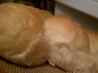 Sourdough Dinner Rolls