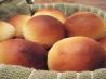 Dinner Rolls