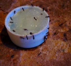 Get Rid of Ants