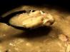 Chicken and Dumplings