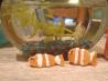 Nemo Clownfish Snacks