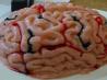 Brain Gelatin