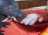 Dragon's Blood Punch