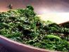 Kale & Ginger Stir-Fry